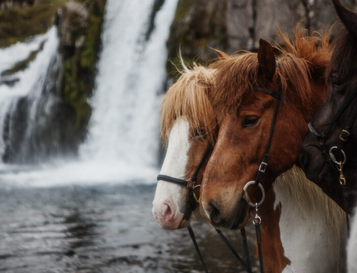 Horseback riding in Icleand. Horses standing by a waterfall