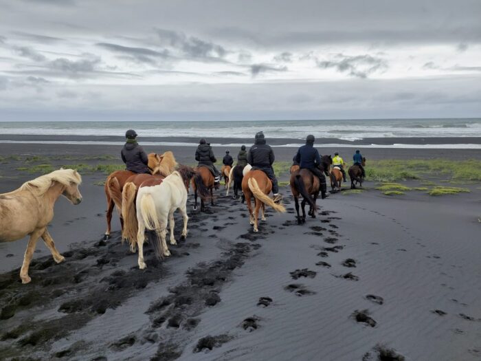 Riding the Icleandic Horse in Iceland