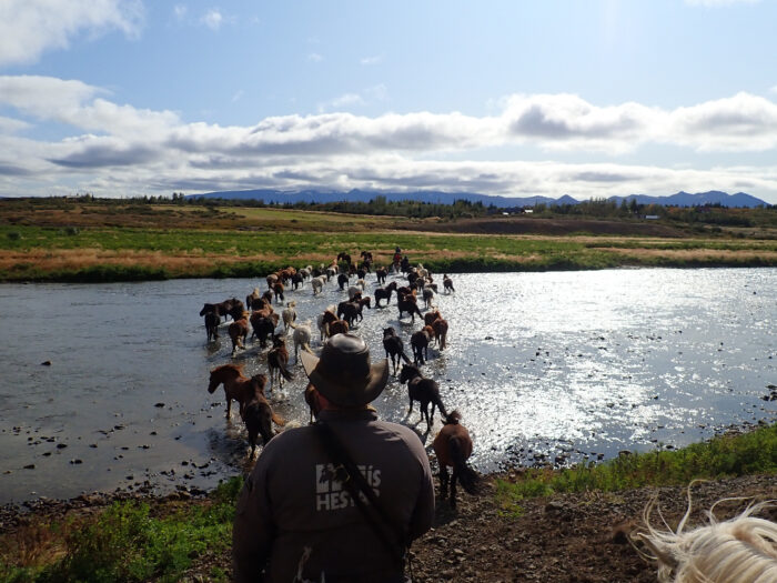 Riding across the river on an Icelandic Horse