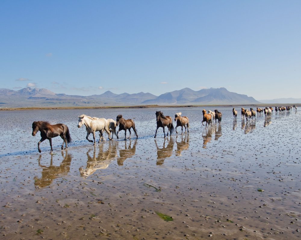 Beach Ride/Löngufjörur/Snæfellsnes
